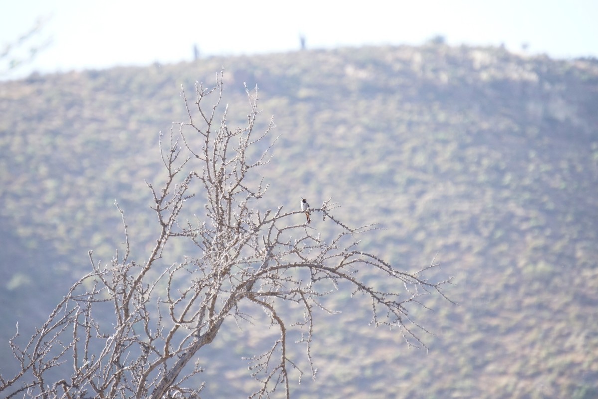 Oasis Hummingbird - ML644137110