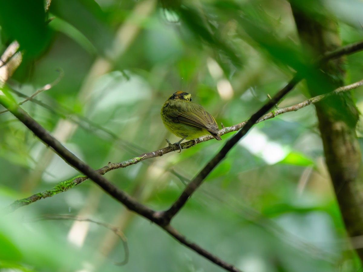 Golden-crowned Spadebill - ML644137122