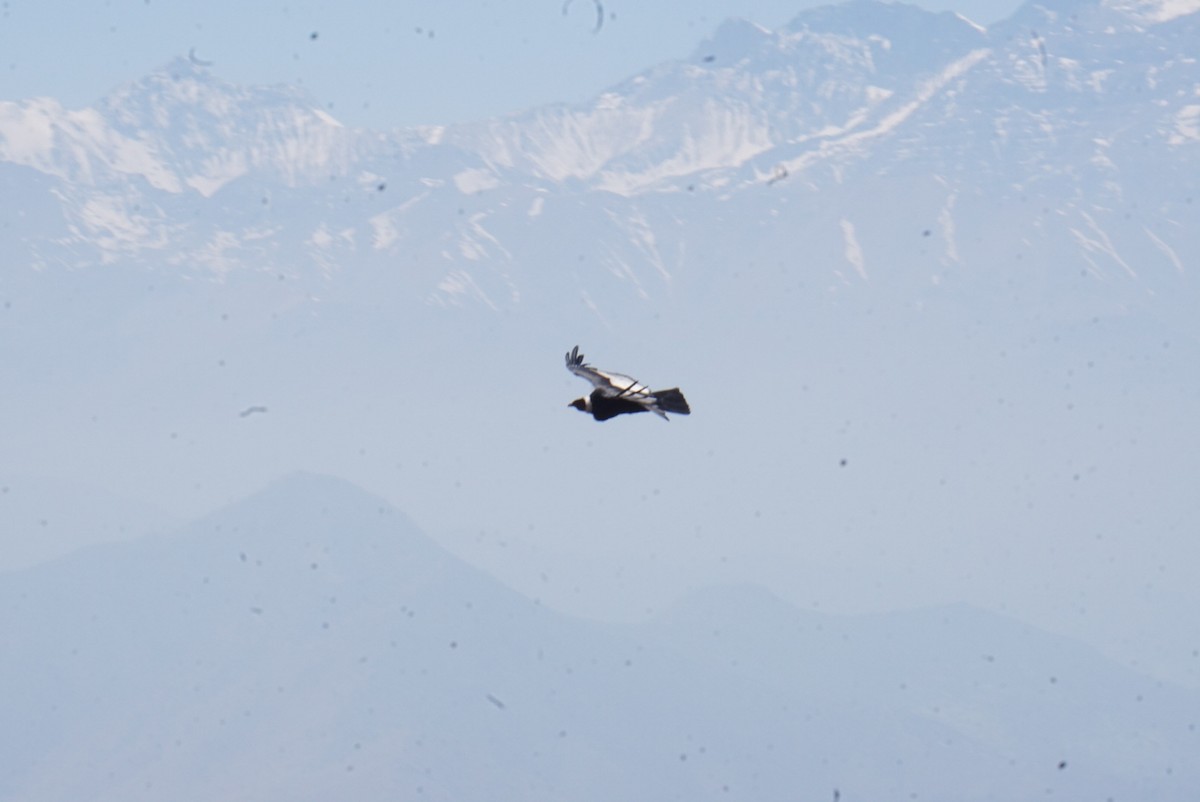 Andean Condor - ML644137123