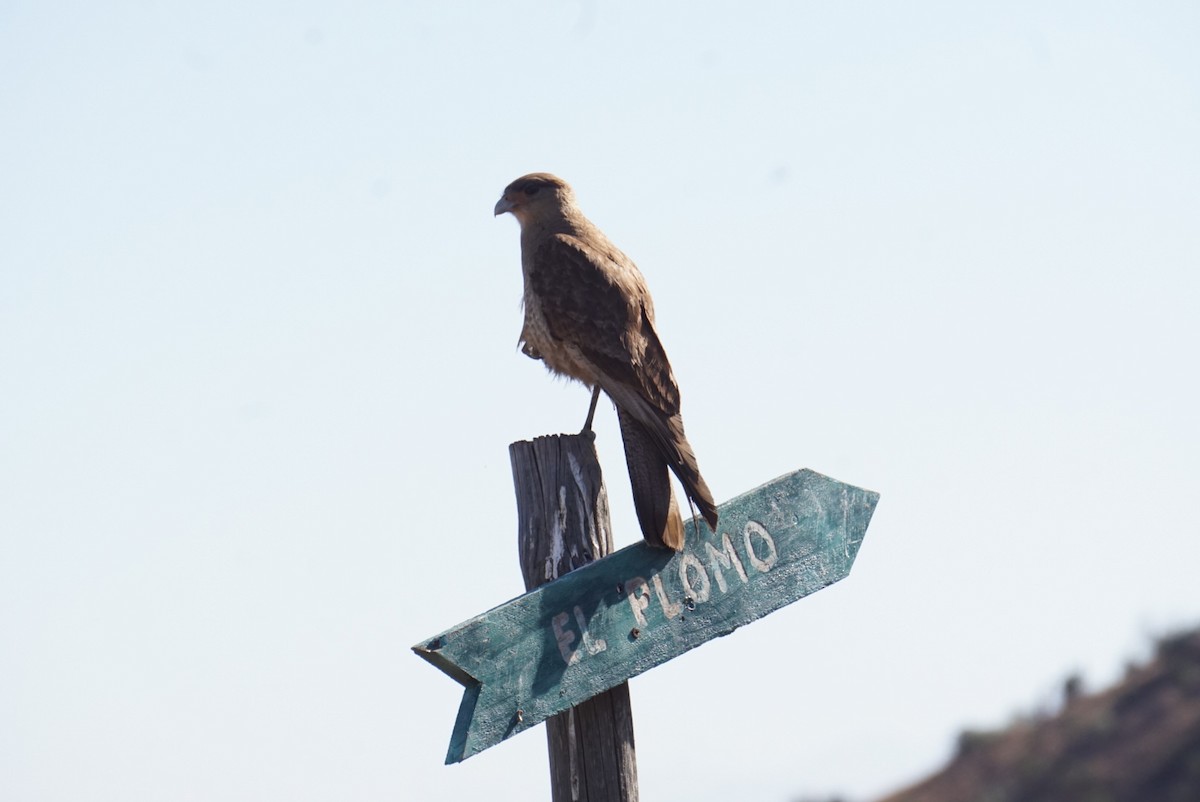 Chimango Caracara - ML644137128