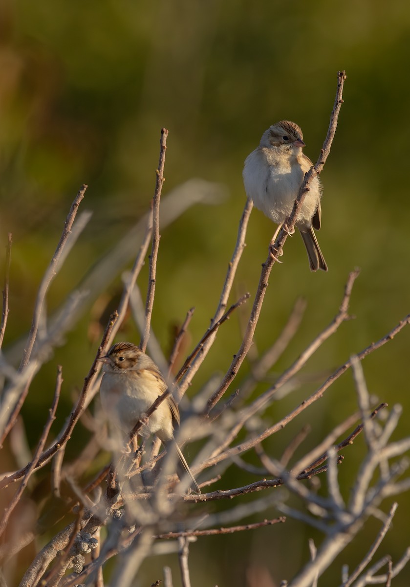 Clay-colored Sparrow - ML644137129
