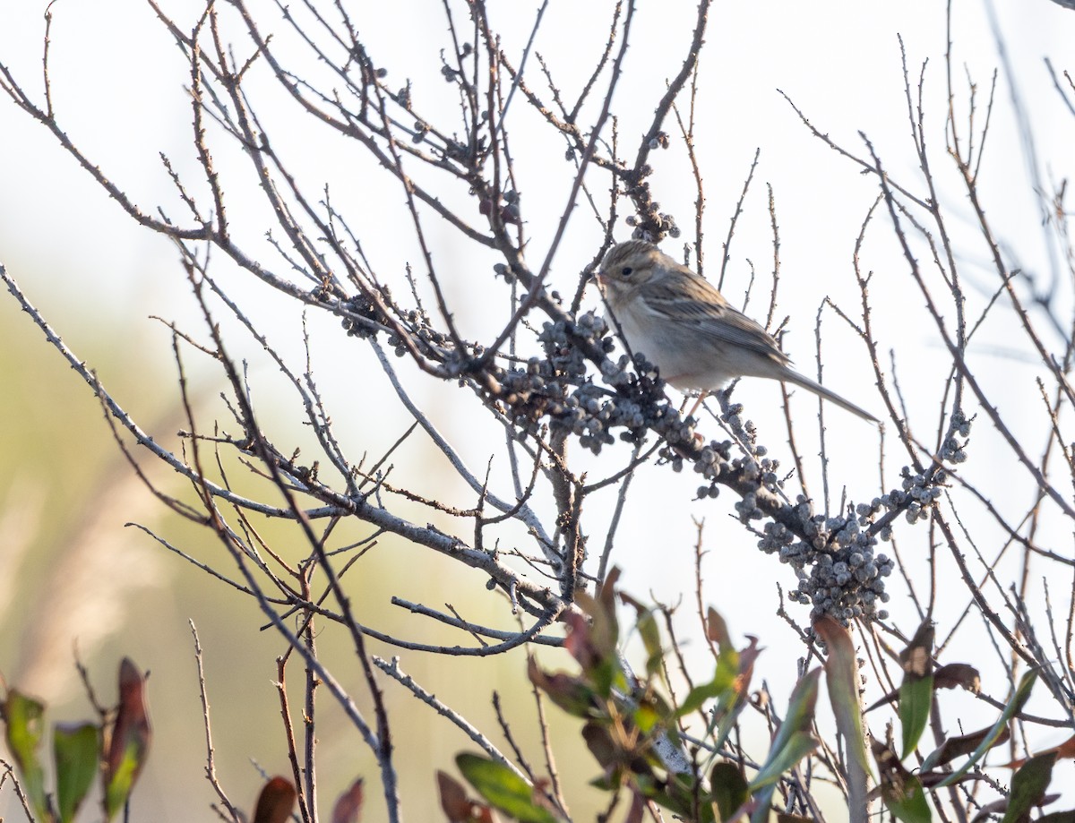 Clay-colored Sparrow - ML644137130