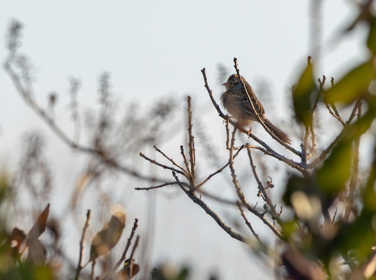 Clay-colored Sparrow - ML644137131