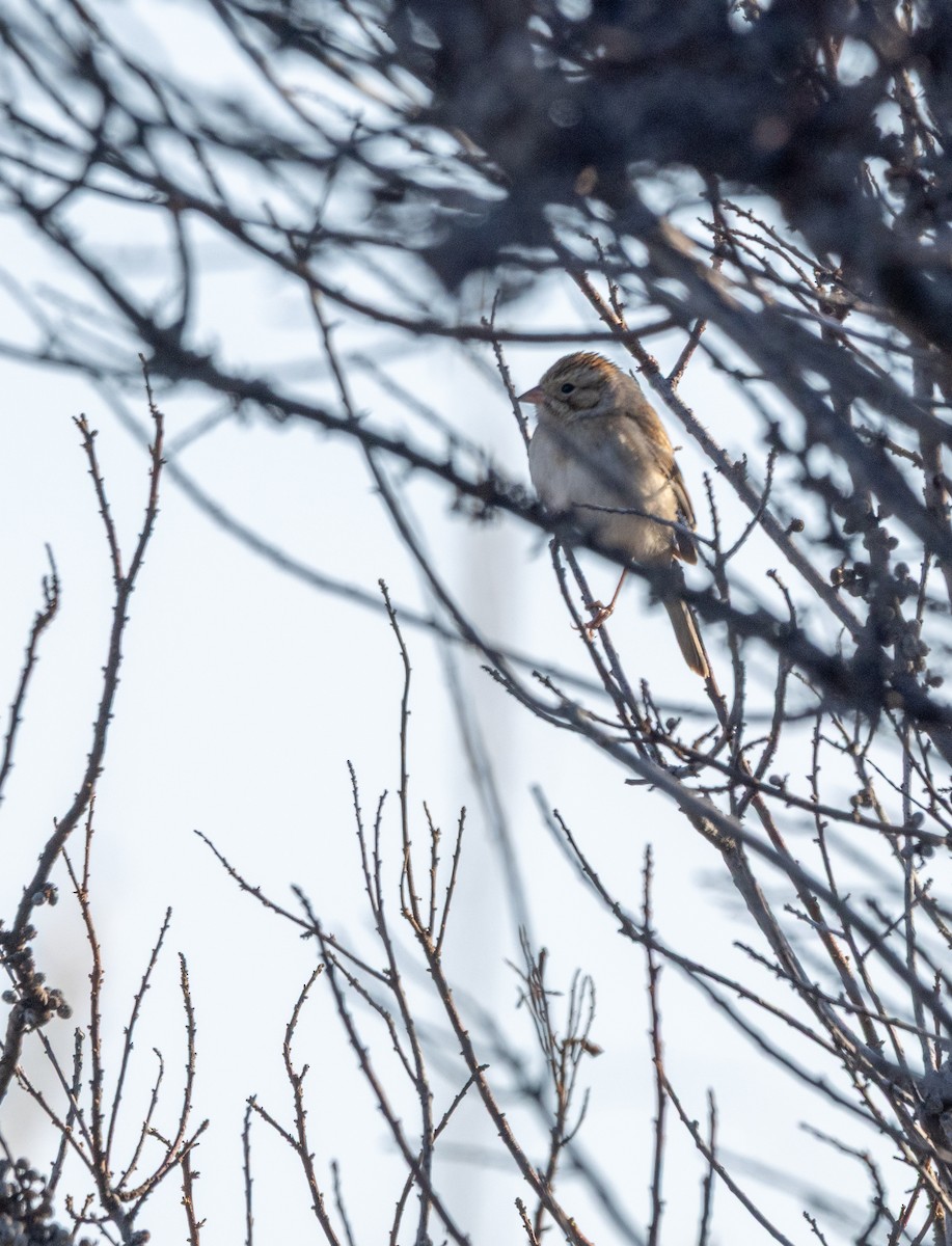 Clay-colored Sparrow - ML644137132