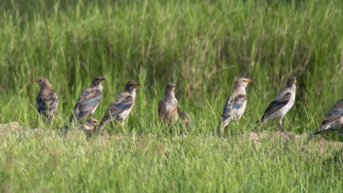 Rosy Starling - ML644137145