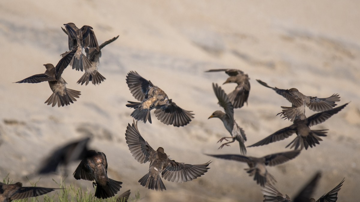 Rosy Starling - ML644137146