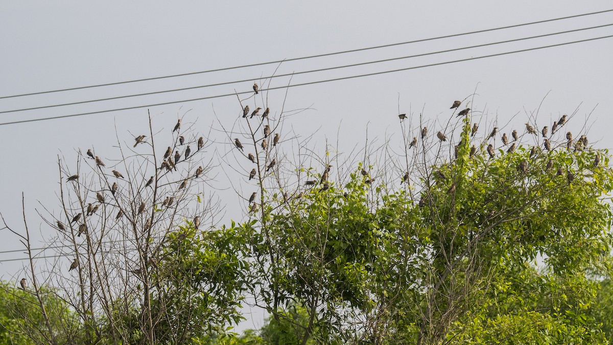 Rosy Starling - ML644137147