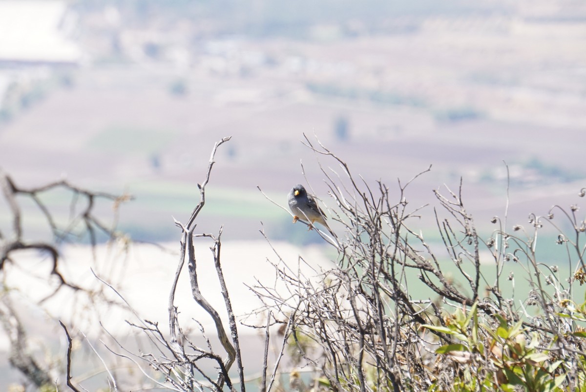 Band-tailed Sierra Finch - ML644137169