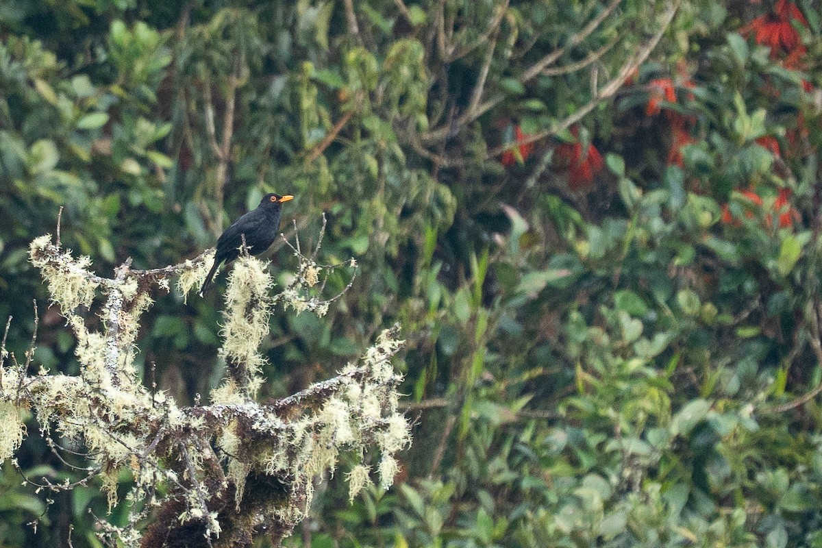 Merle lustré - ML644137171