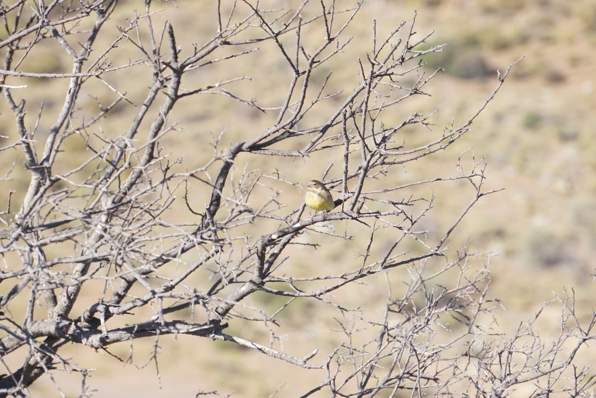 Grassland Yellow-Finch - ML644137173