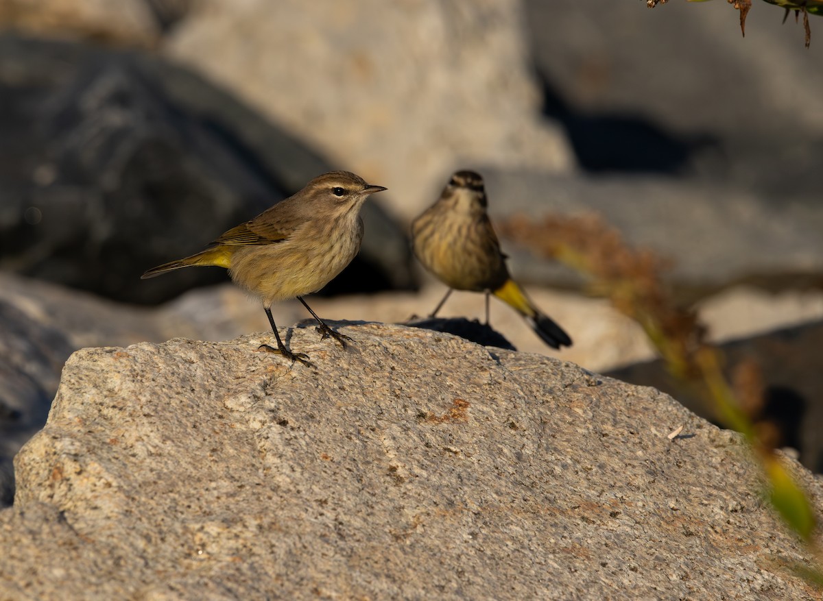 Palm Warbler (Western) - ML644137178