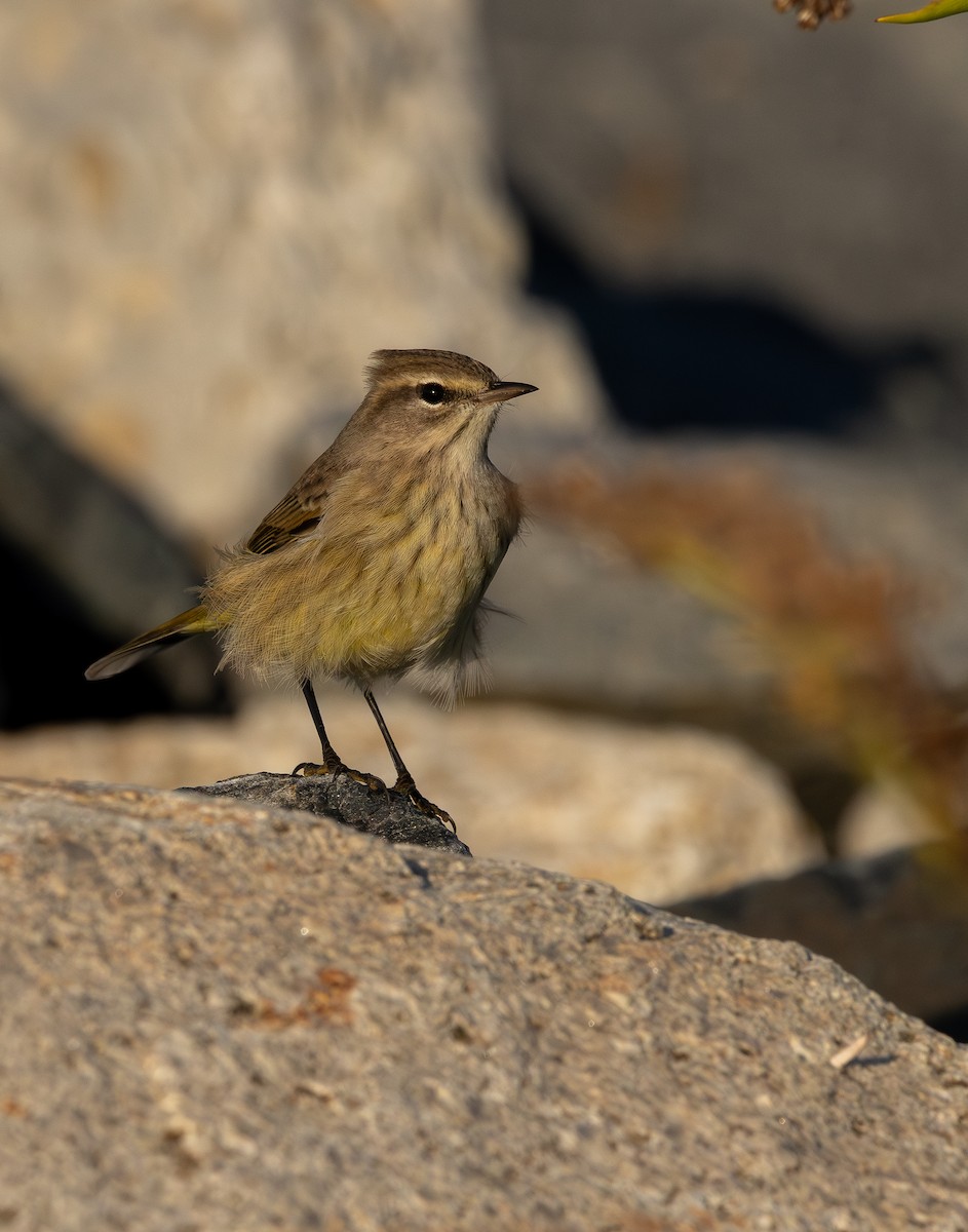 Palm Warbler (Western) - ML644137179