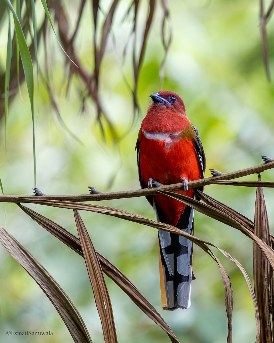 Red-headed Trogon - ML644137181