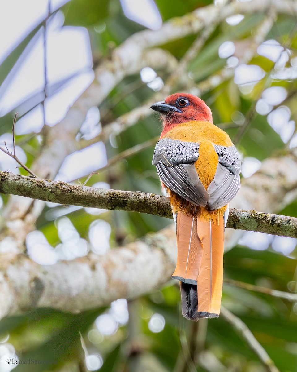 Red-headed Trogon - ML644137182