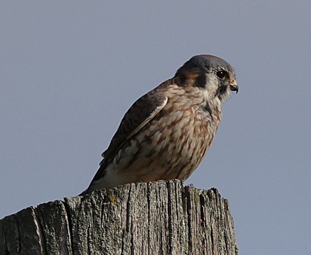 American Kestrel - ML644137187