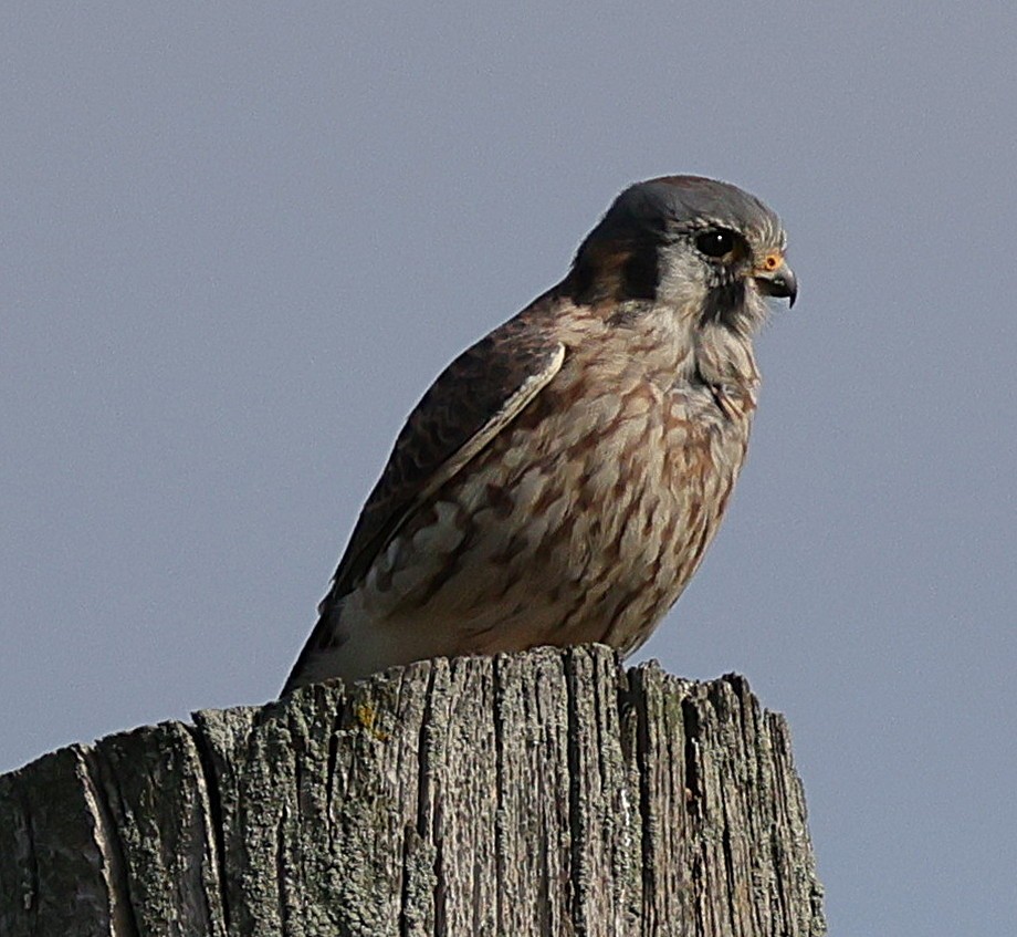 American Kestrel - ML644137188