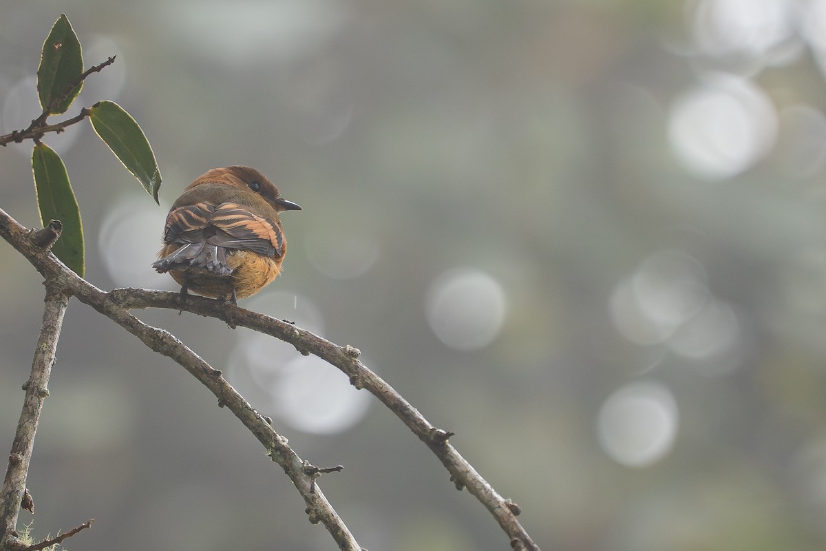 Cinnamon Flycatcher - ML644137203