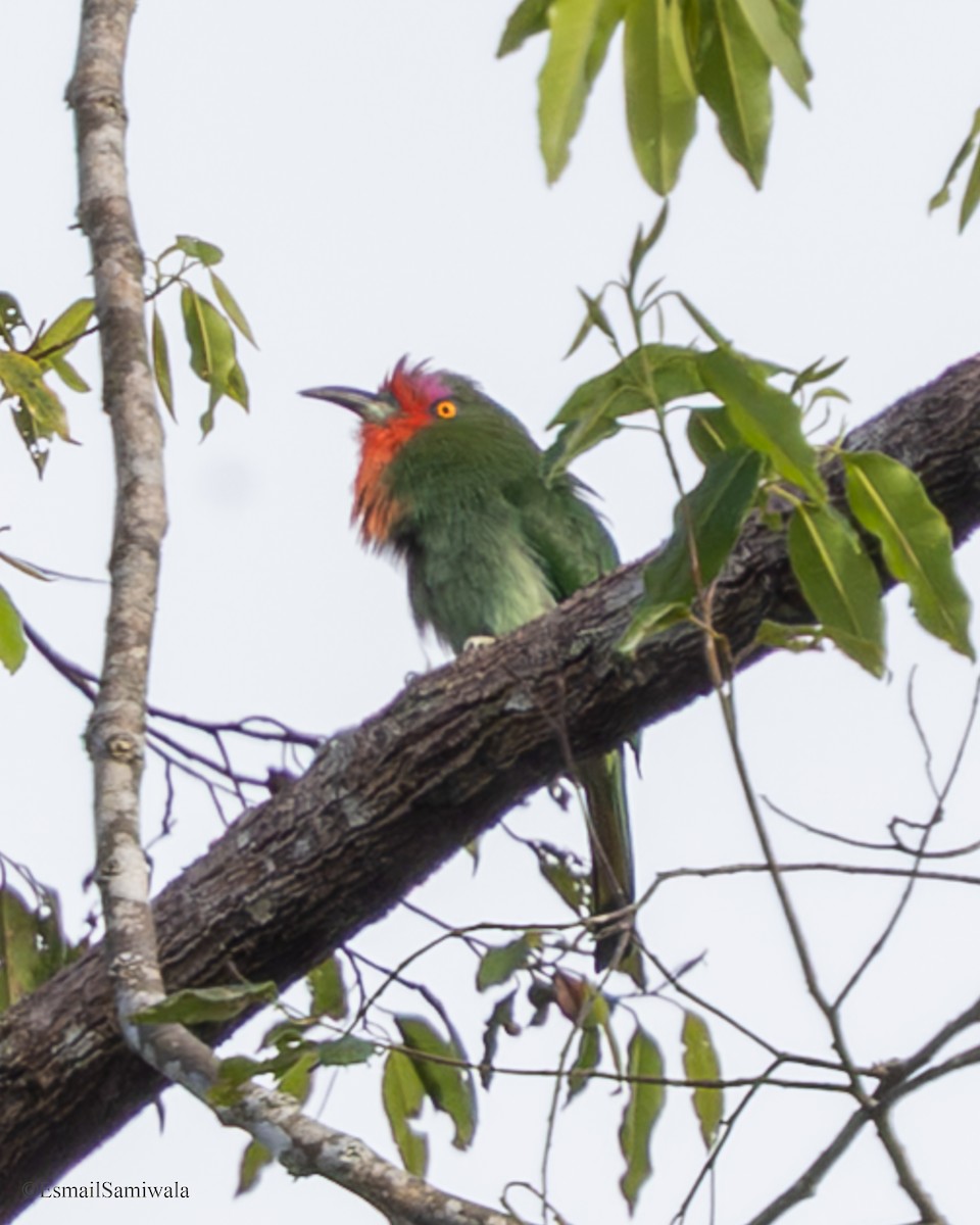 rødskjeggbieter - ML644137204