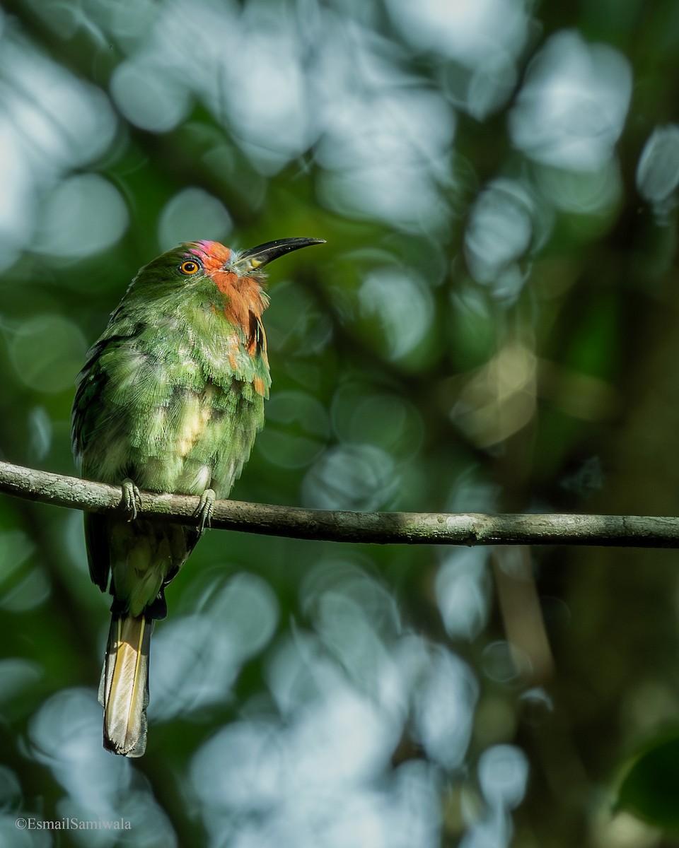 rødskjeggbieter - ML644137205