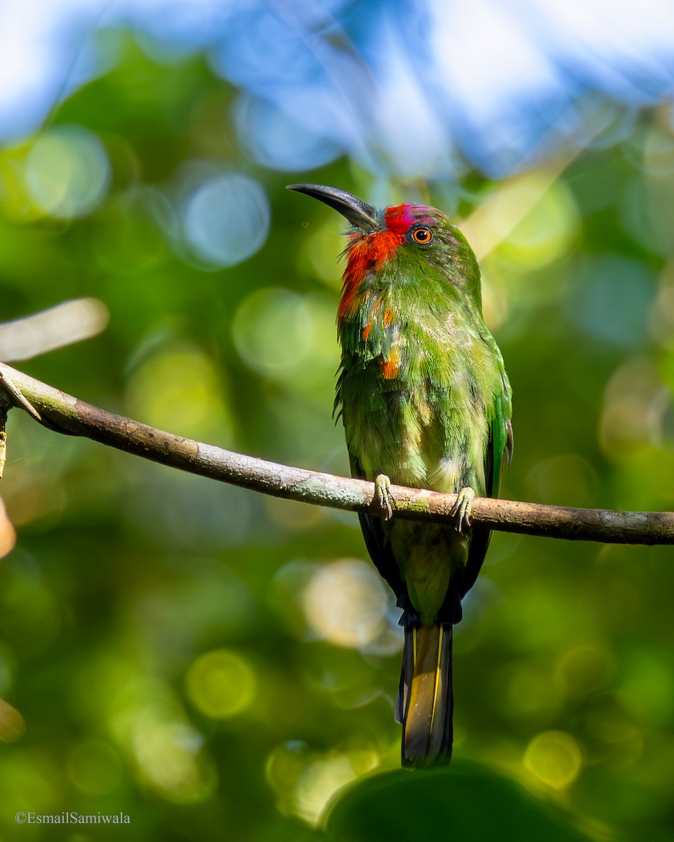 rødskjeggbieter - ML644137206