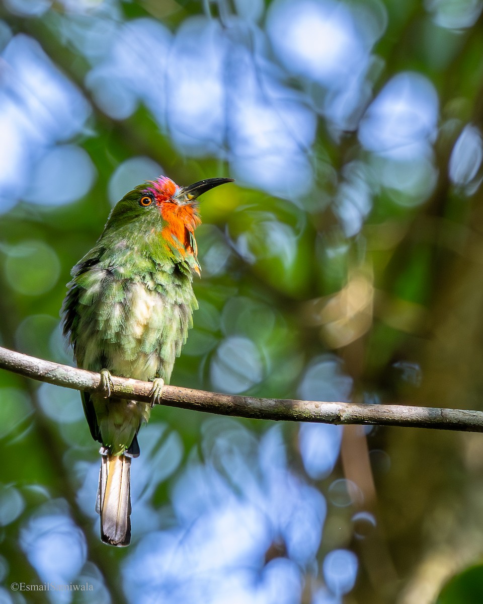 rødskjeggbieter - ML644137207