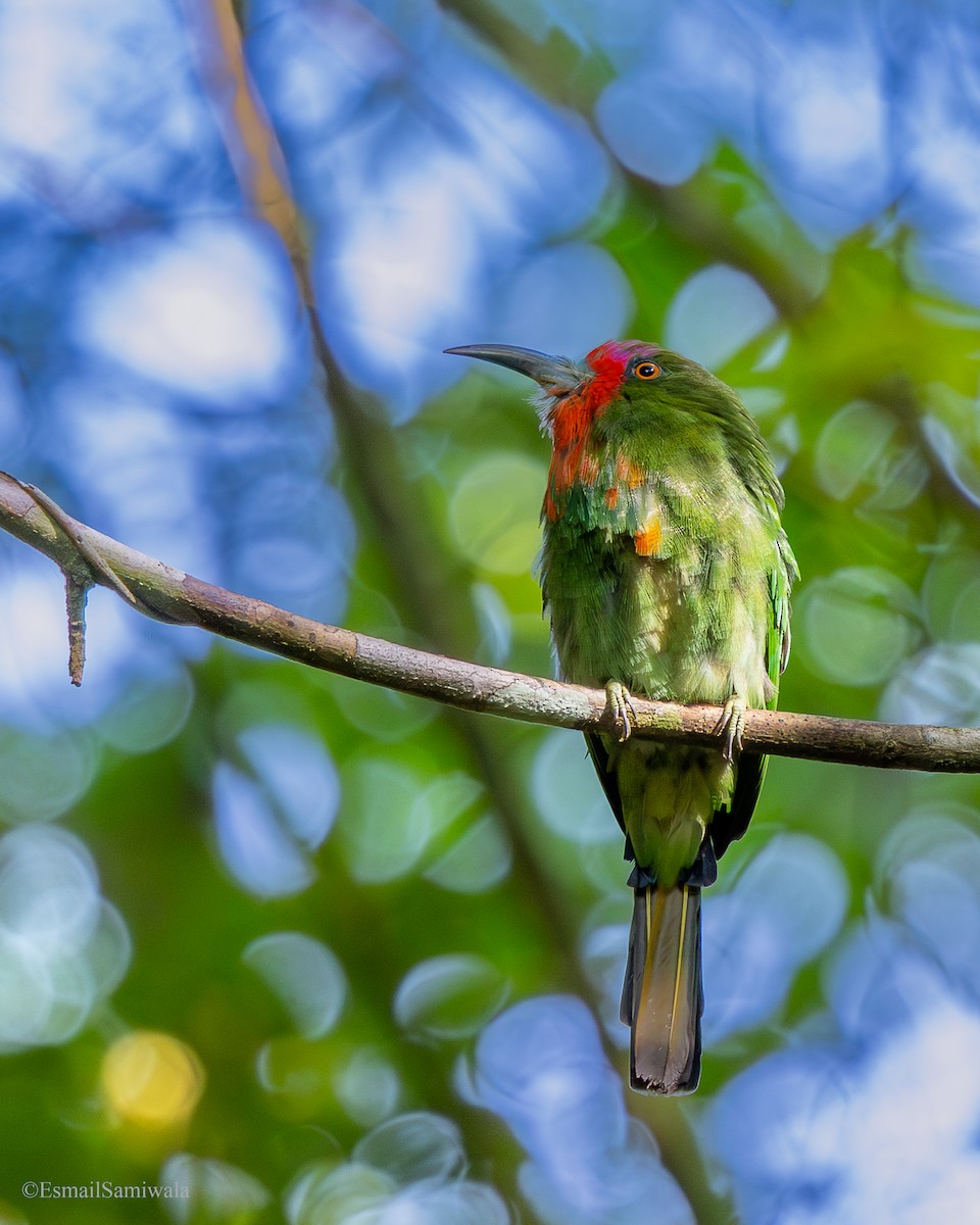 rødskjeggbieter - ML644137208