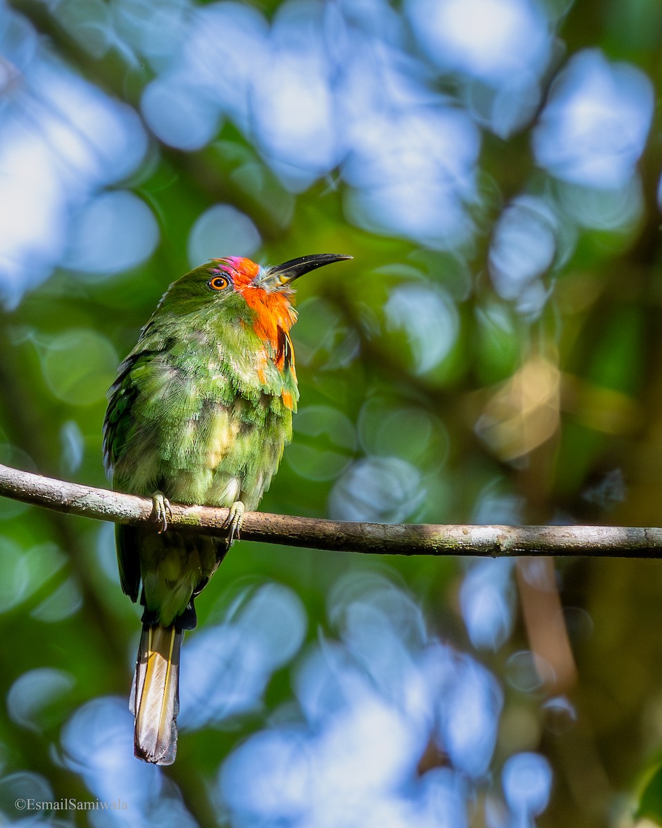 rødskjeggbieter - ML644137209