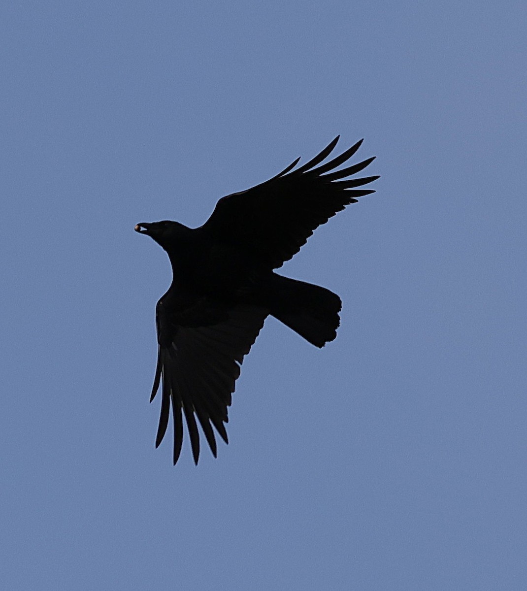 American Crow - ML644137210