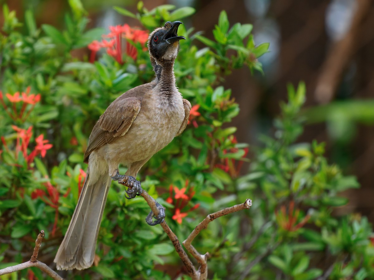 hjelmmunkefugl - ML644137212