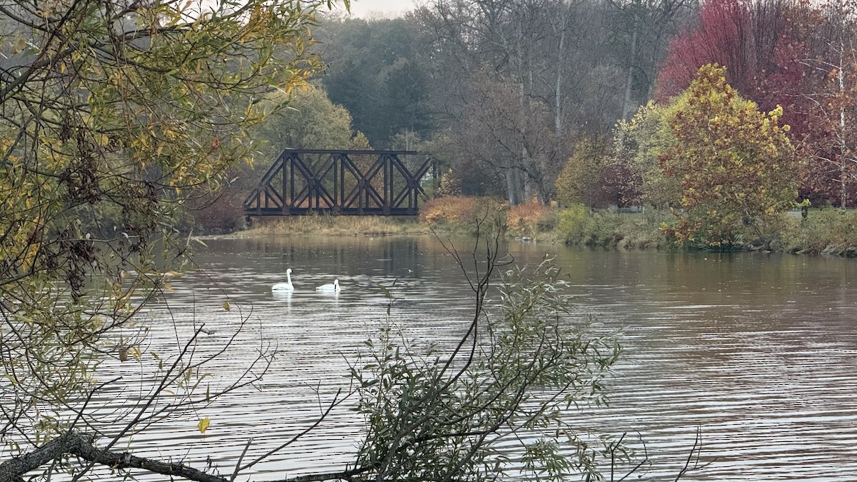 Trumpeter Swan - ML644137224