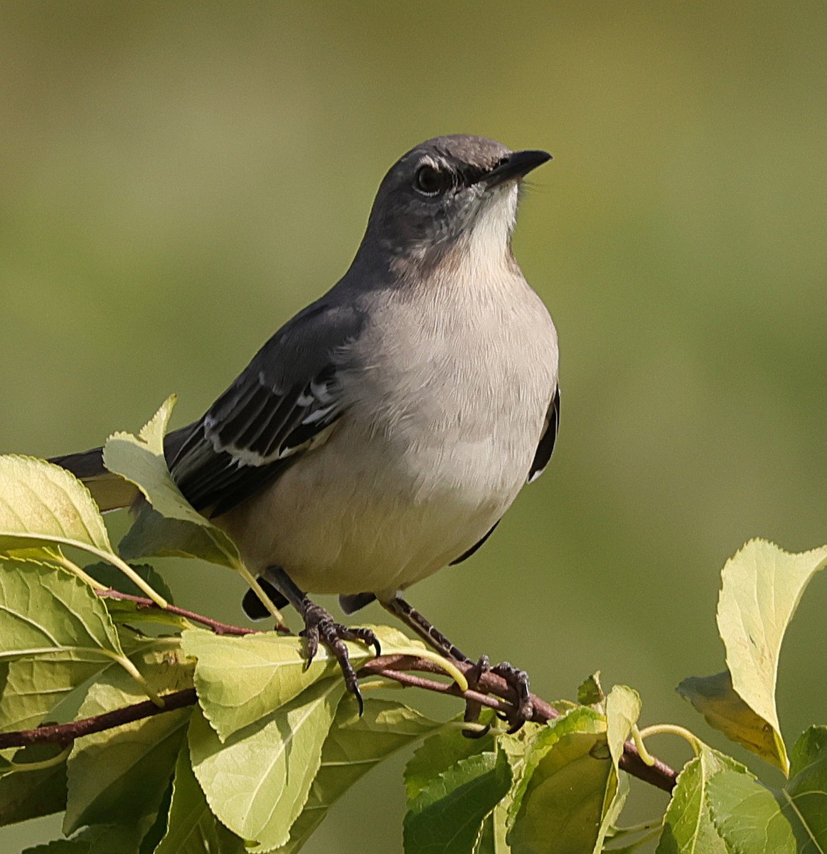 Northern Mockingbird - ML644137225