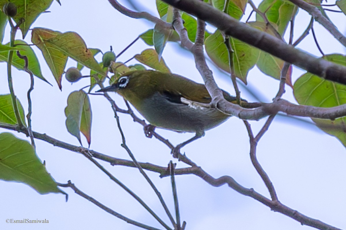Hume's White-eye - ML644137239