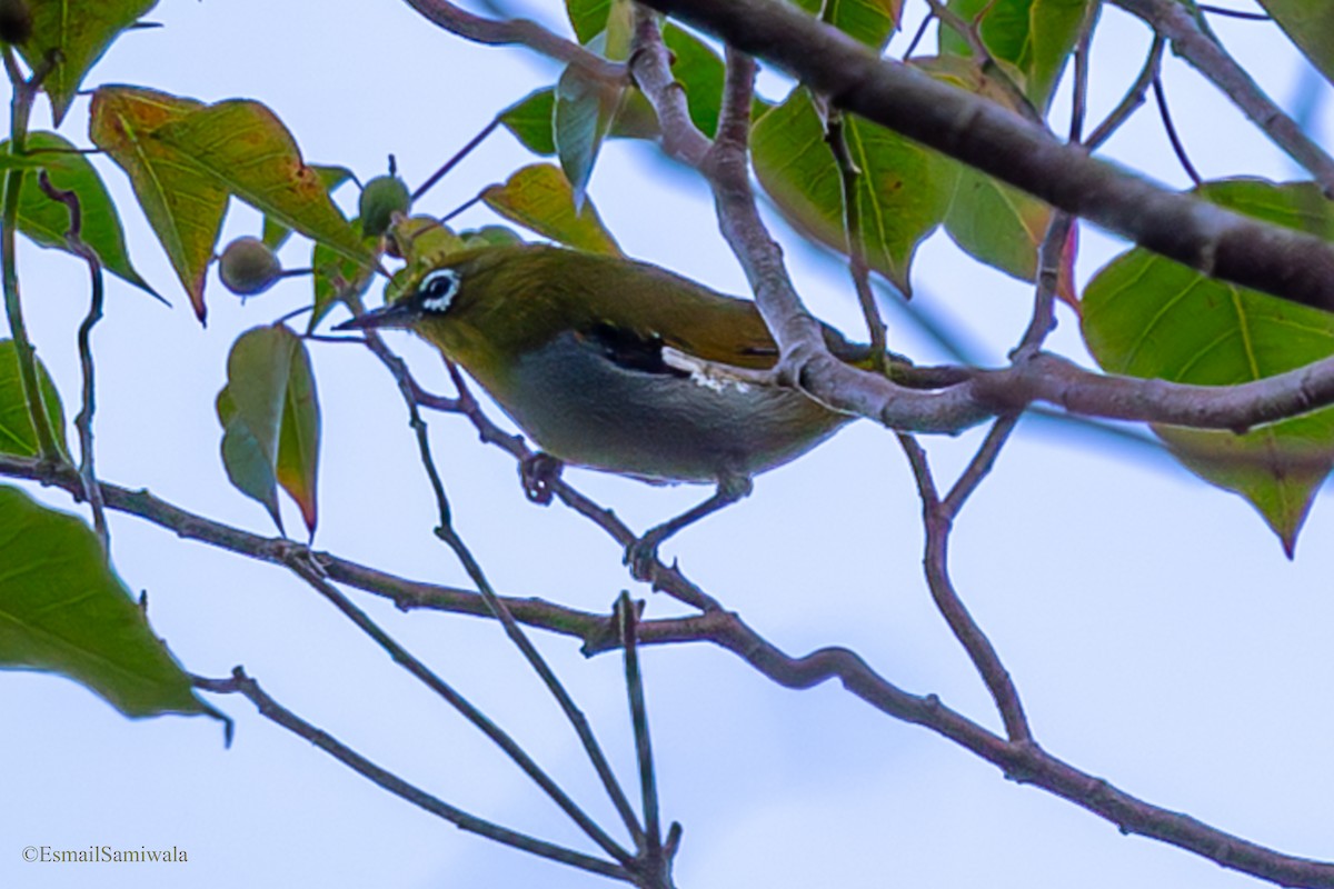 Hume's White-eye - ML644137240