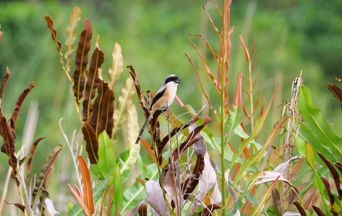 Long-tailed Shrike - ML644137241