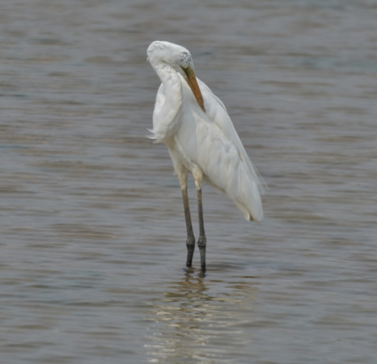 Western Reef-Heron - ML644137243