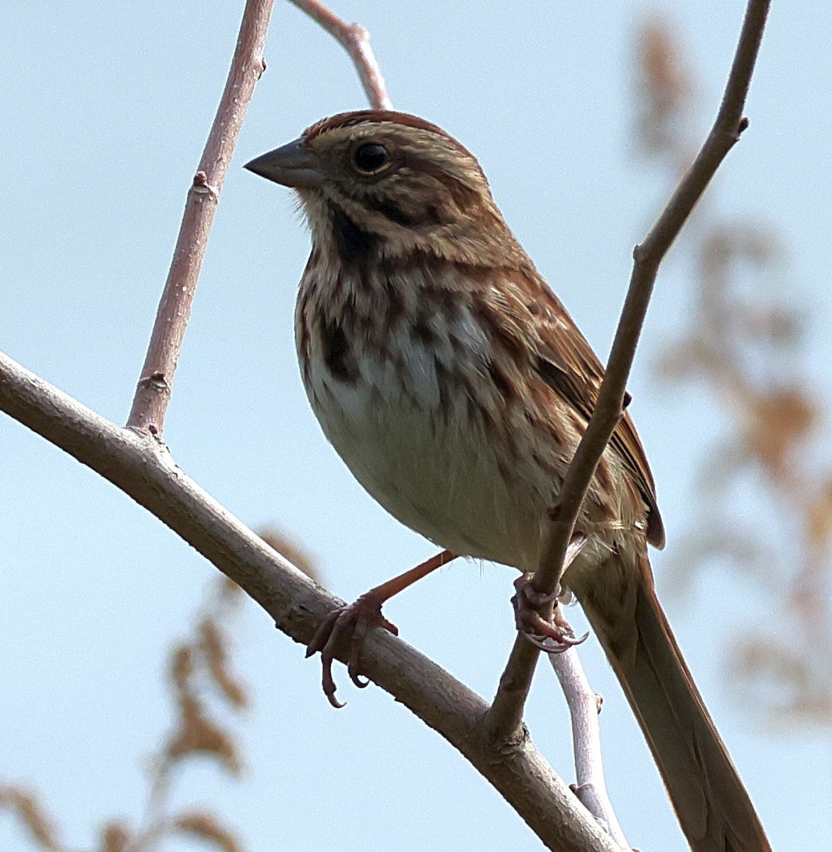 Song Sparrow - ML644137244