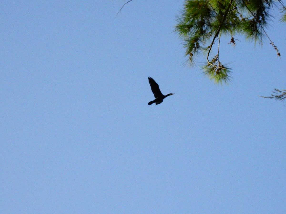Great Cormorant - ML644137247