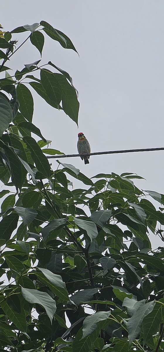 Coppersmith Barbet - ML644137250