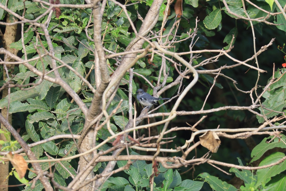Oriental Magpie-Robin - ML644137255