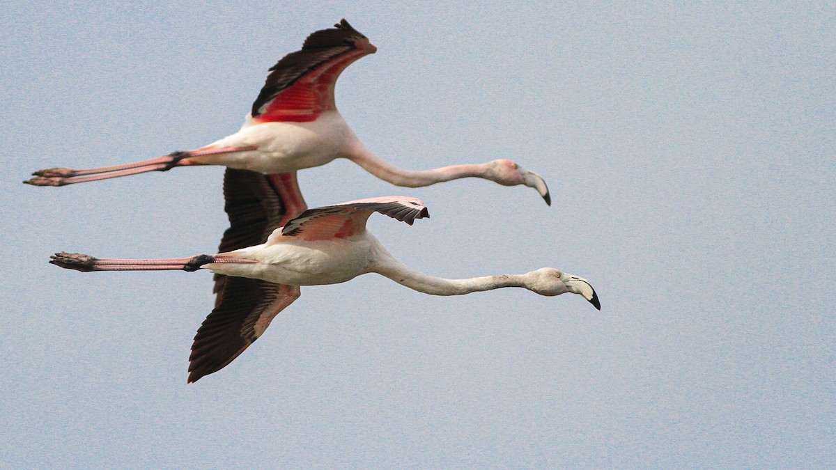 Greater Flamingo - ML644137257