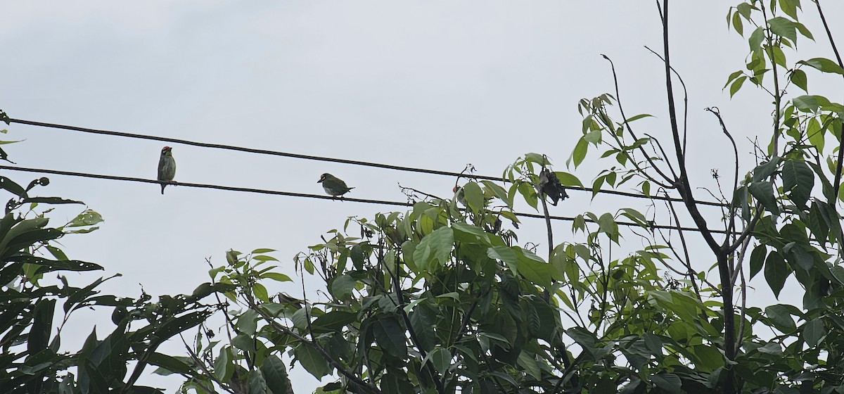 Coppersmith Barbet - ML644137258