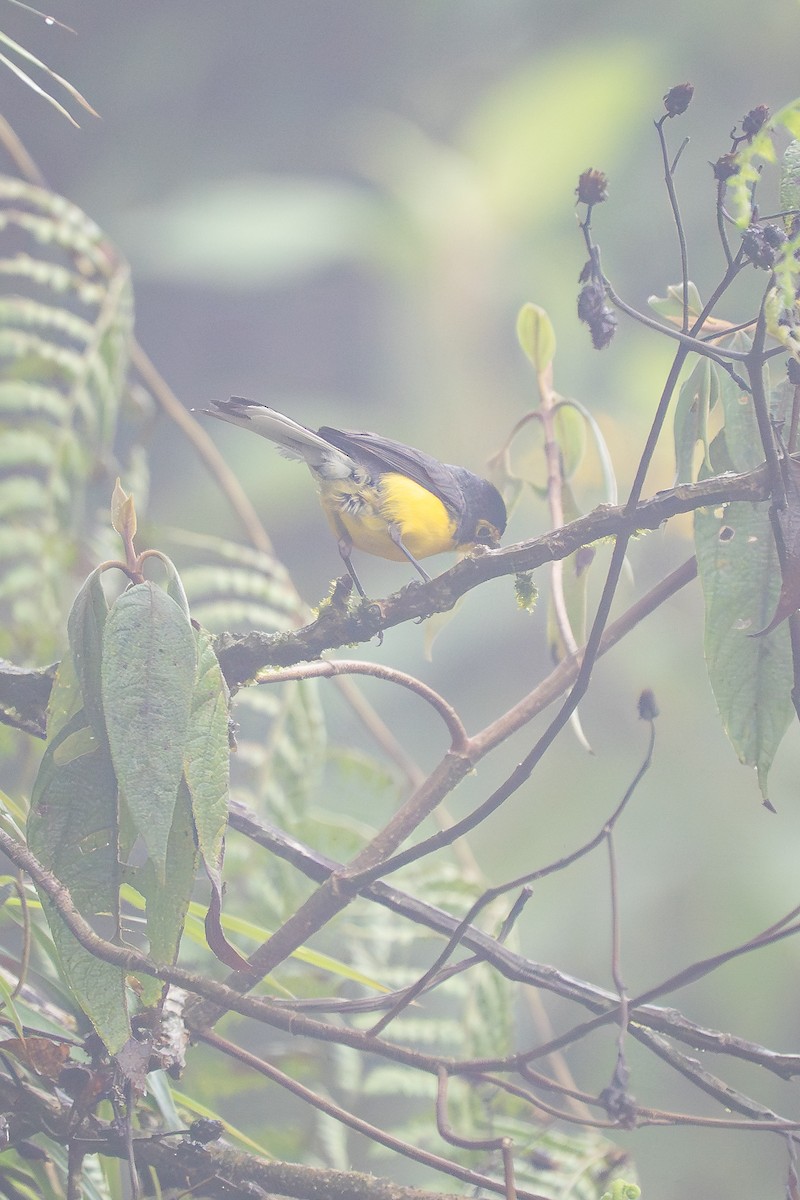 Brillenwaldsänger - ML644137263