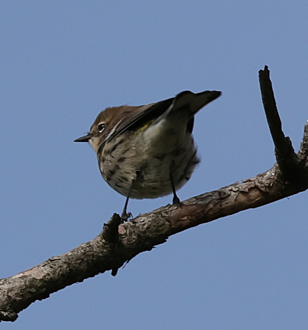 Yellow-rumped Warbler - ML644137265