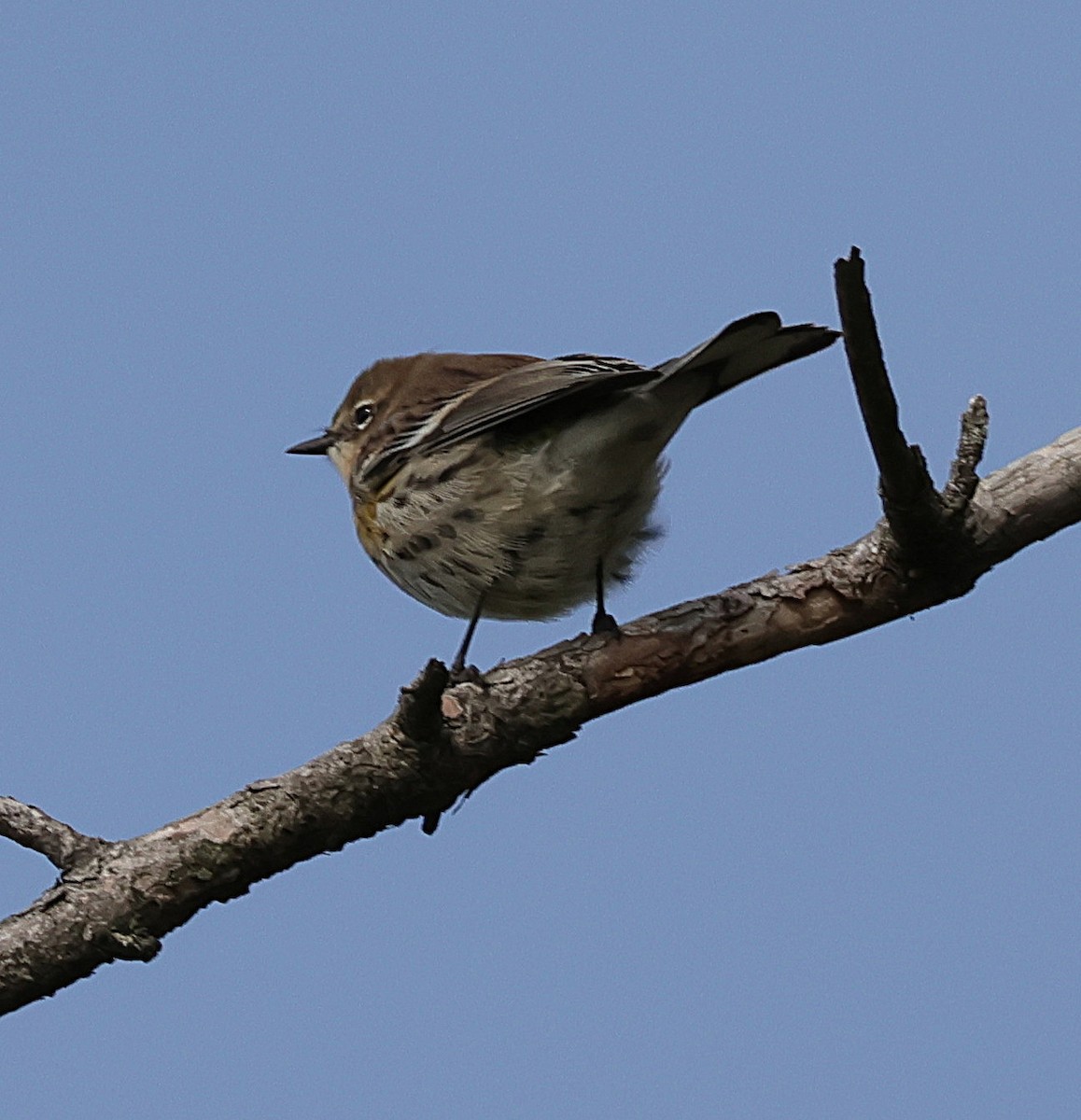 Yellow-rumped Warbler - ML644137266