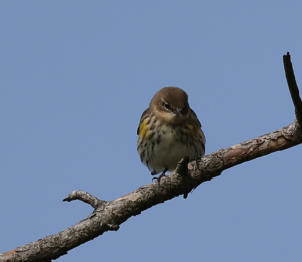 Yellow-rumped Warbler - ML644137267