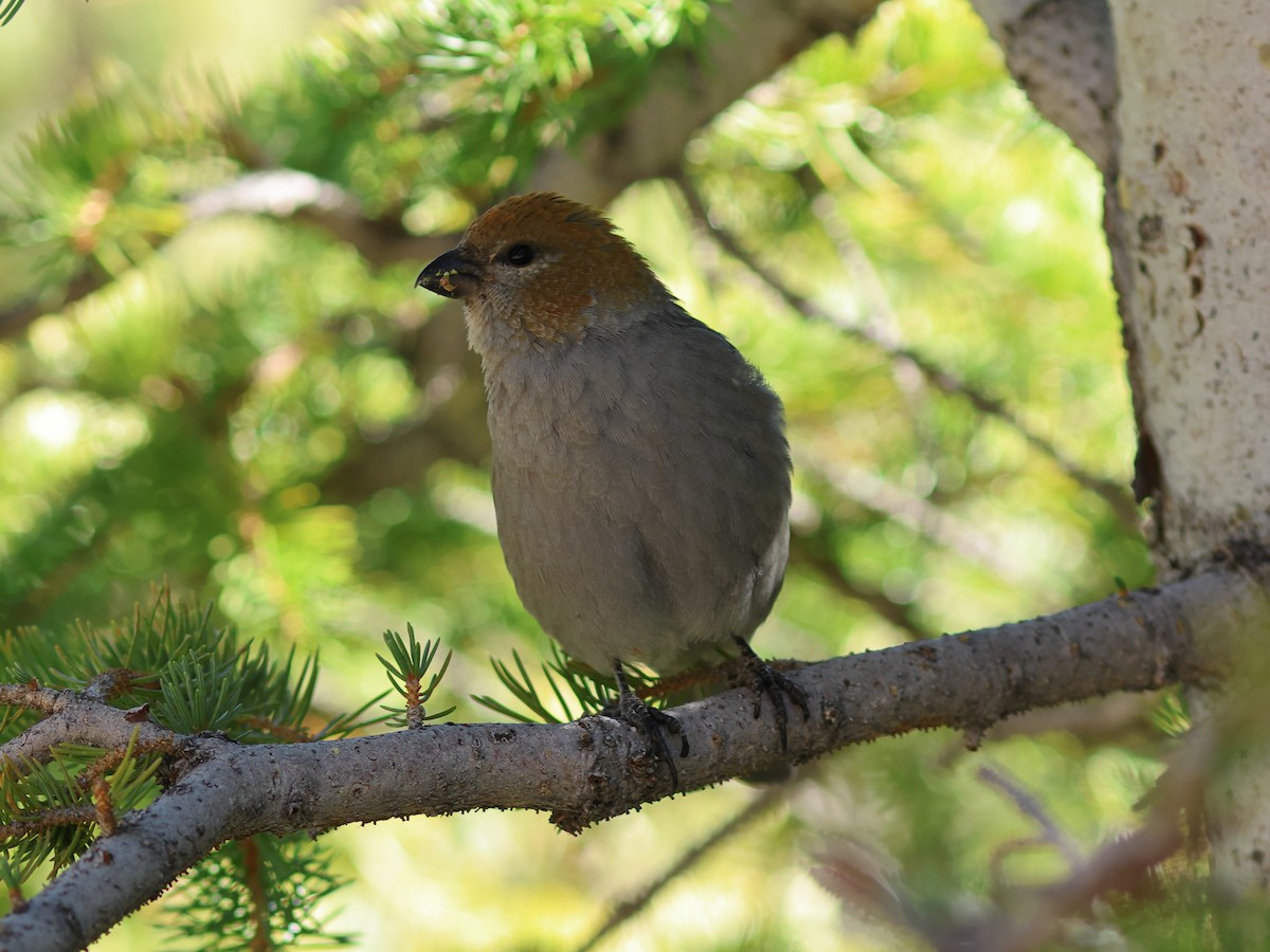 Pine Grosbeak - ML644137270