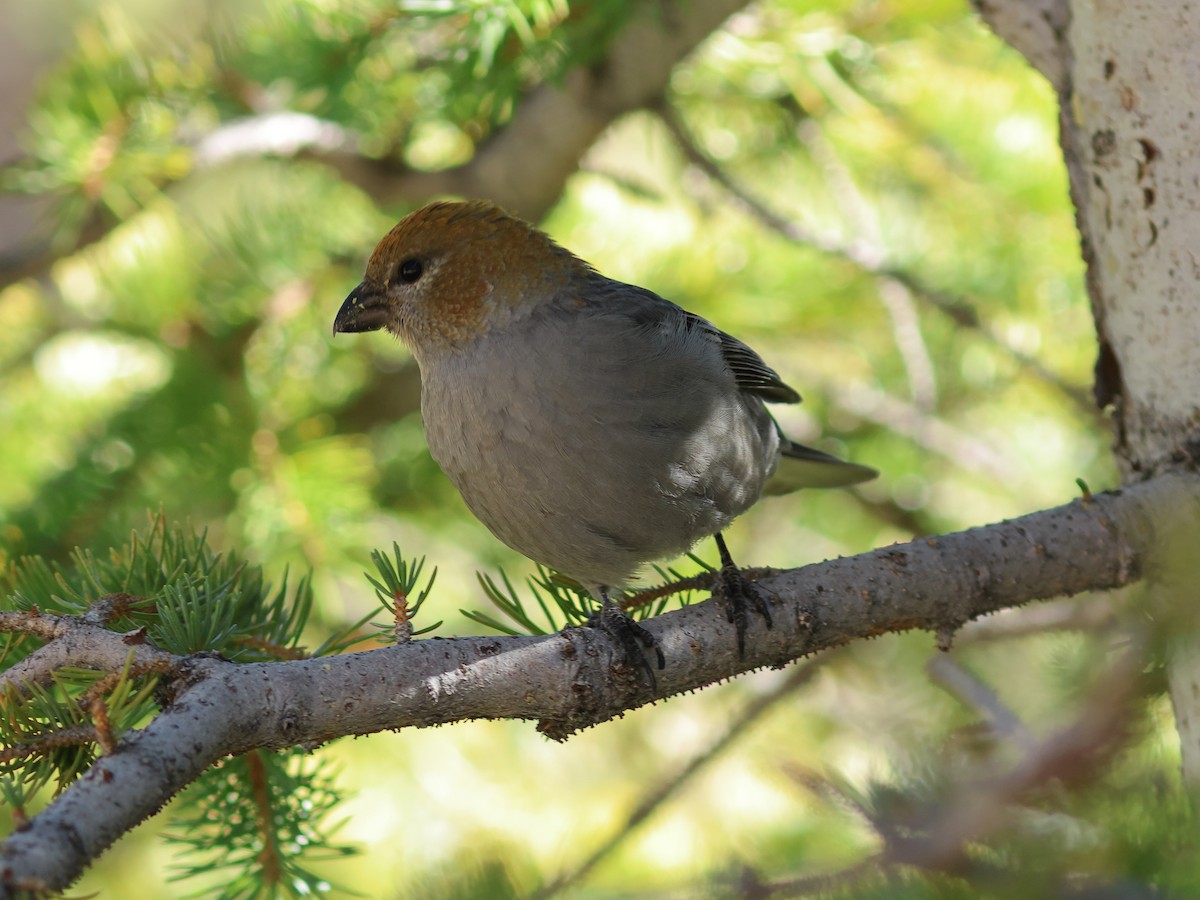 Pine Grosbeak - ML644137274