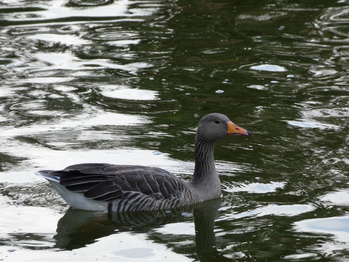 Graylag Goose - ML644137275