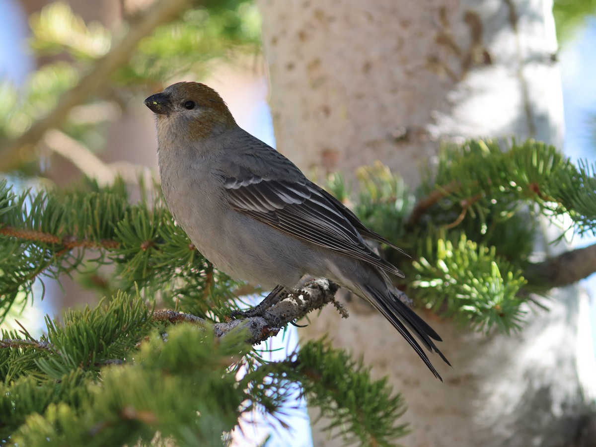 Pine Grosbeak - ML644137278