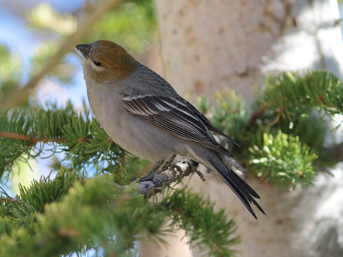 Pine Grosbeak - ML644137284